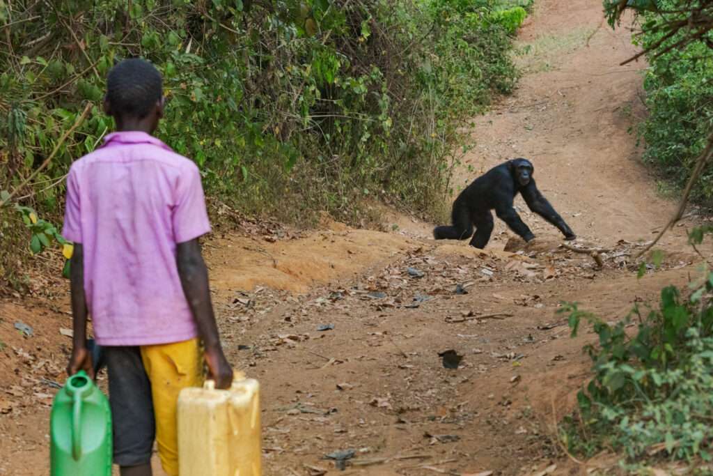 chimp crossing boys water path