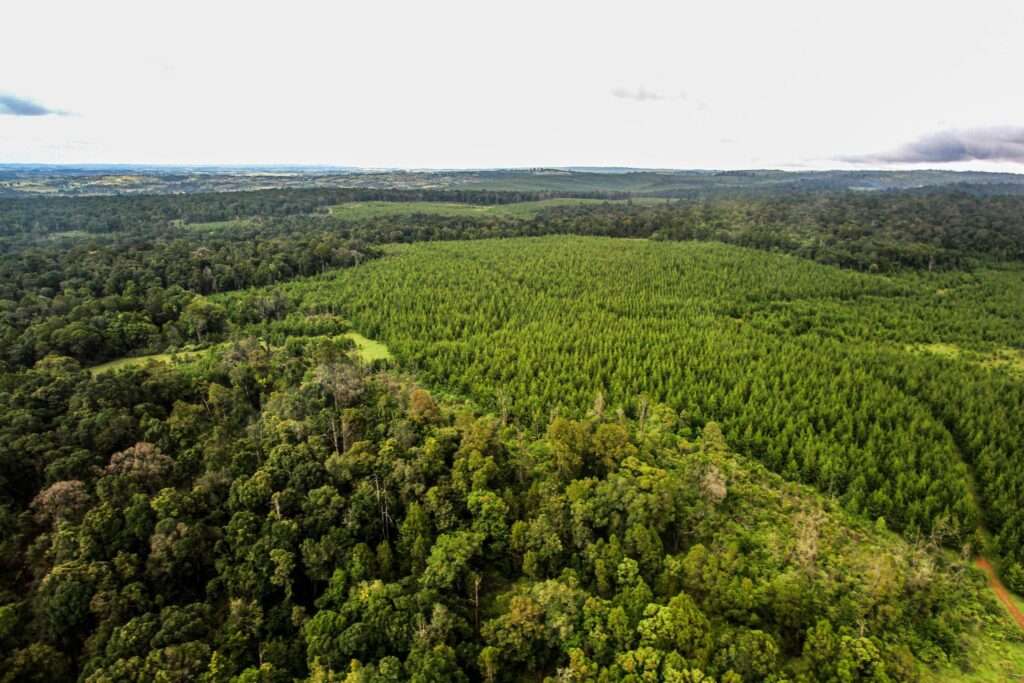 2ekak9n alamy kenya mau forest aerial body3.jpg