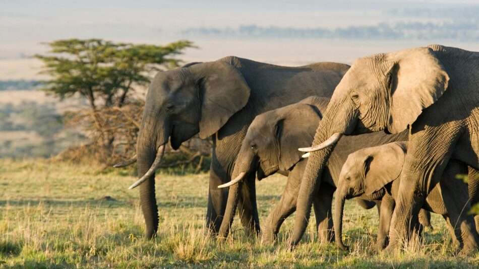 large group of african elephants in the wild 1128748845.jpg